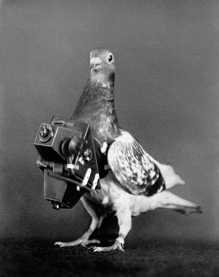 pigeon drone armer