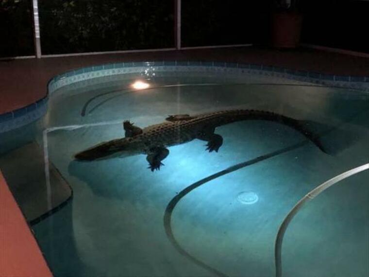 crocodile dans la piscine