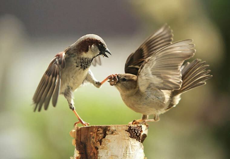 dispute oiseau ferme ton bec