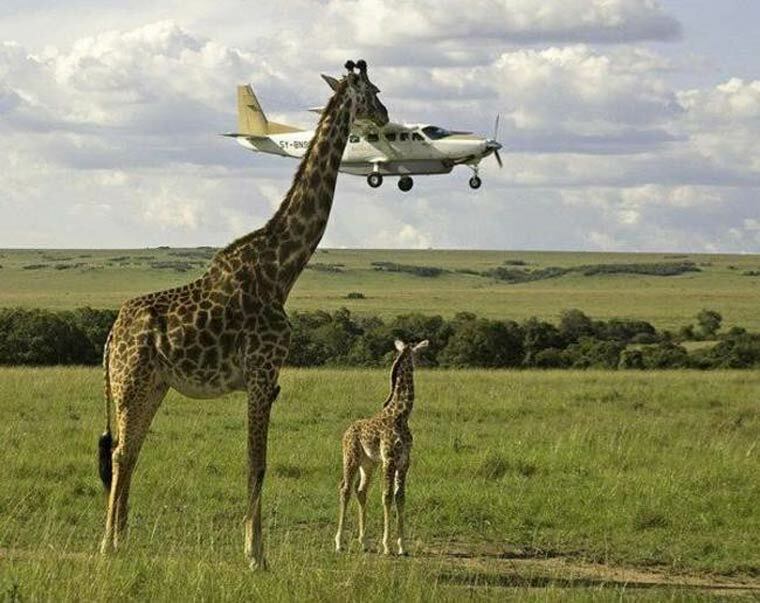 immense girafe